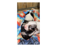 Gorgeous Mini Aussie puppies for sale