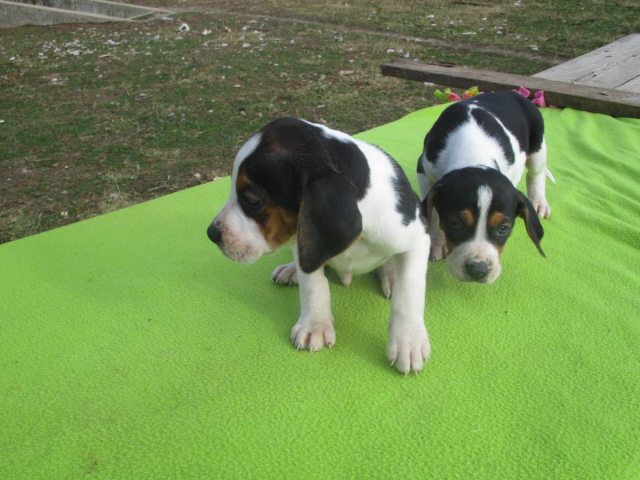 Purebred Treeing Walker Coonhound puppies