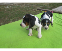 Purebred Treeing Walker Coonhound puppies