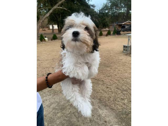 5 Maltese ShihTzu puppies needing a good home
