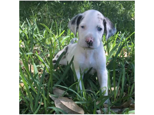 We have Great Dane Puppies for sale