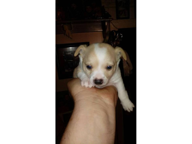 Cute 6 week old Chihuahua puppies for sale