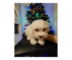 Adorable Maltese puppies