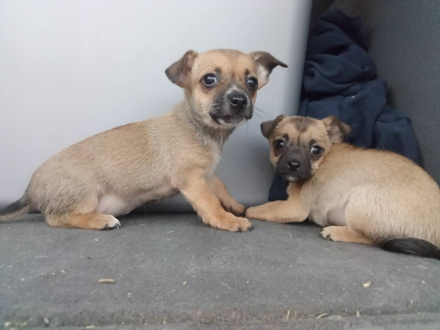 4 Chorkie puppies looking for homes