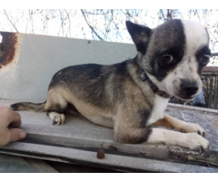 4 Chorkie puppies looking for homes