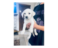 8-week-old full white English AKC Labrador pups