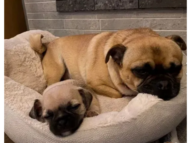 Adorable Chug puppies