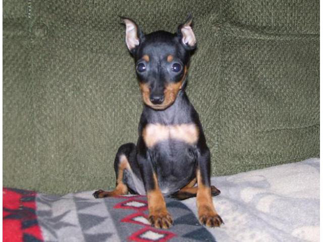 1 boy and 1 girl  Miniature pinscher