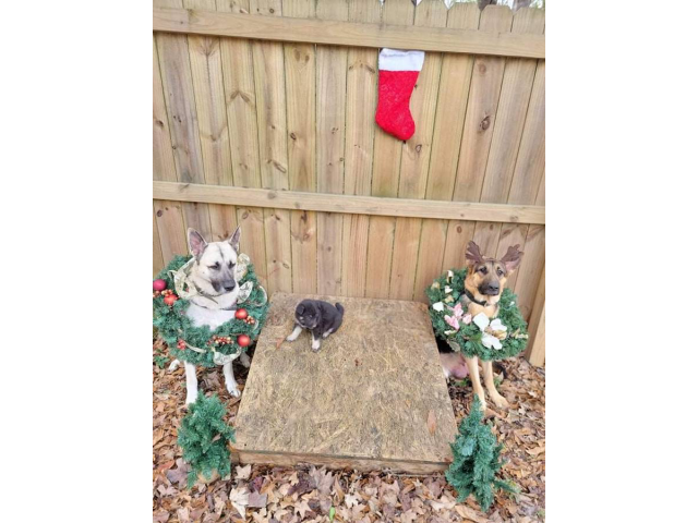 8 German Shepherd puppies for adoption