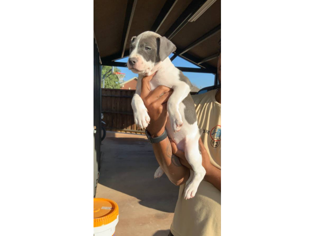 3 Pitbull puppies left