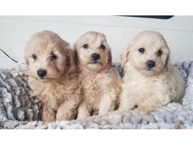 Adorable Maltipoo puppies