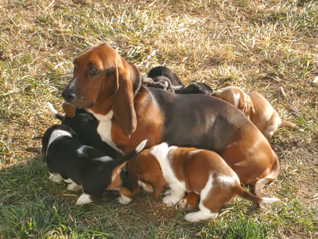 Purebred Bassett hound puppies for sale
