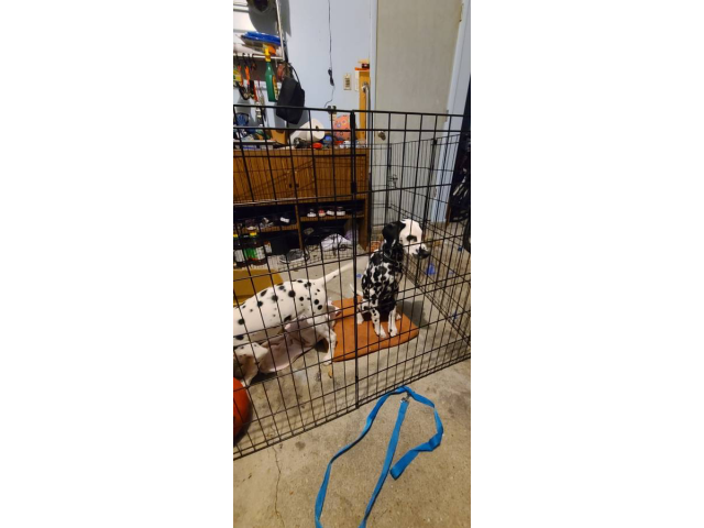 2 dalmatian puppies needing a new home