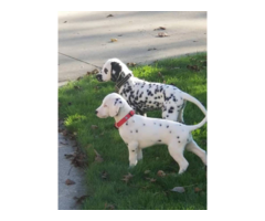 2 dalmatian puppies needing a new home
