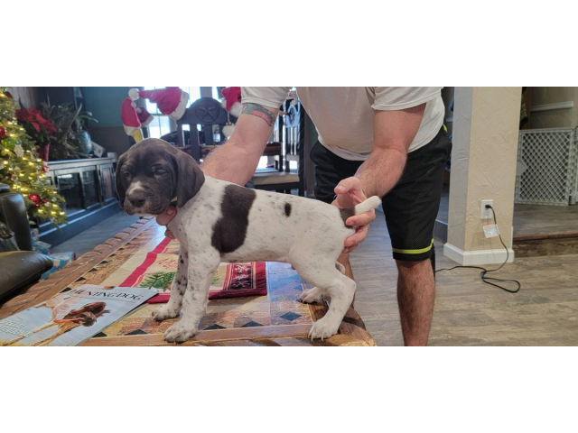 AKC German Shorthaired Pointer puppies