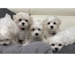 Adorable Maltese puppies