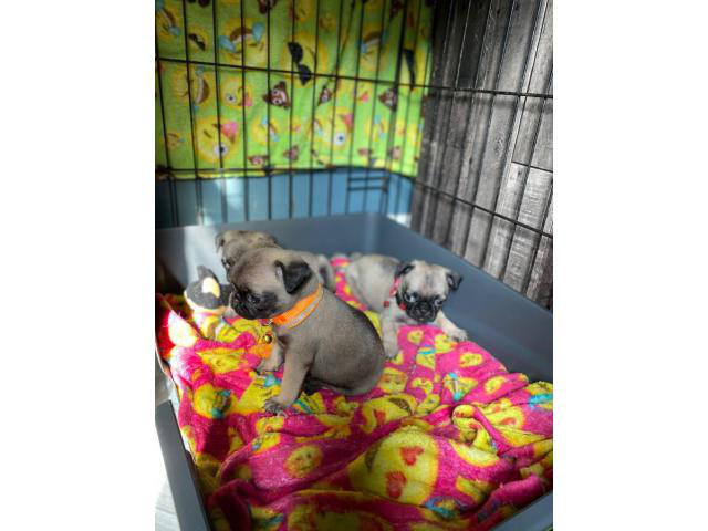 Pug puppies ready for new homes