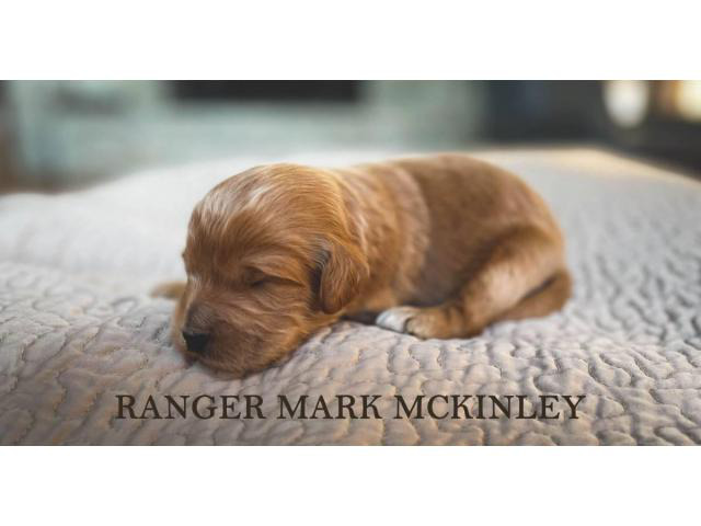 Labradoodle puppies ready for Valentine day