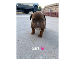 6 female 1 male bullboxer pit puppies
