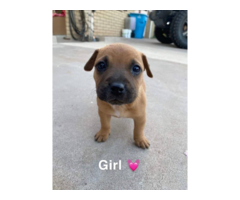 6 female 1 male bullboxer pit puppies