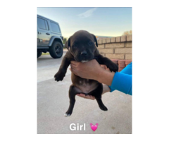 6 female 1 male bullboxer pit puppies