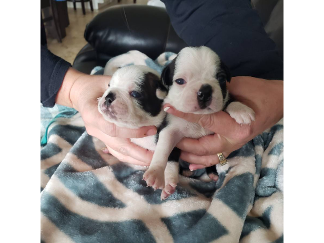 Beautiful Boston terrier puppies for sale