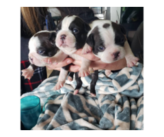 Beautiful Boston terrier puppies for sale