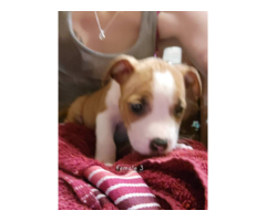 American Staffordshire Terrier puppies
