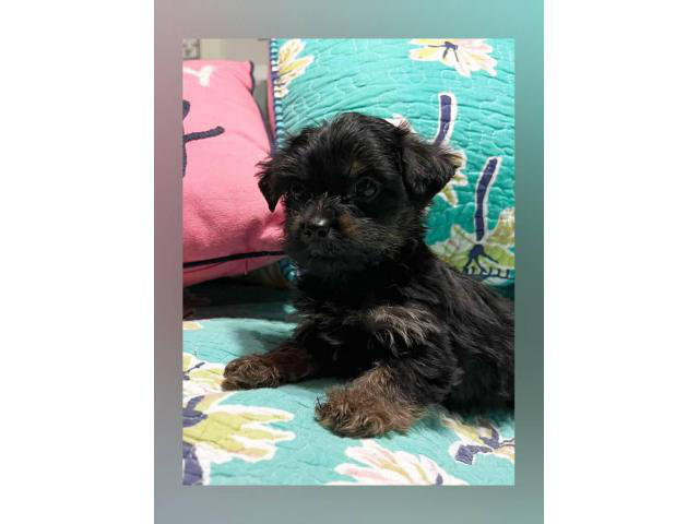 8 weeks old Yorkiepoo puppy