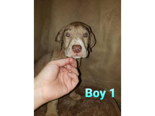 Great Dane puppies looking for forever homes