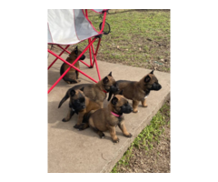 5 belgian malinois puppies for sale
