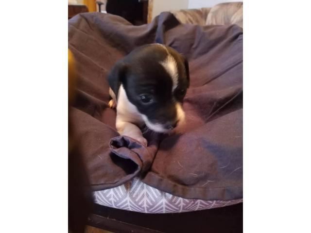 5 Chiweenie pups for adoption