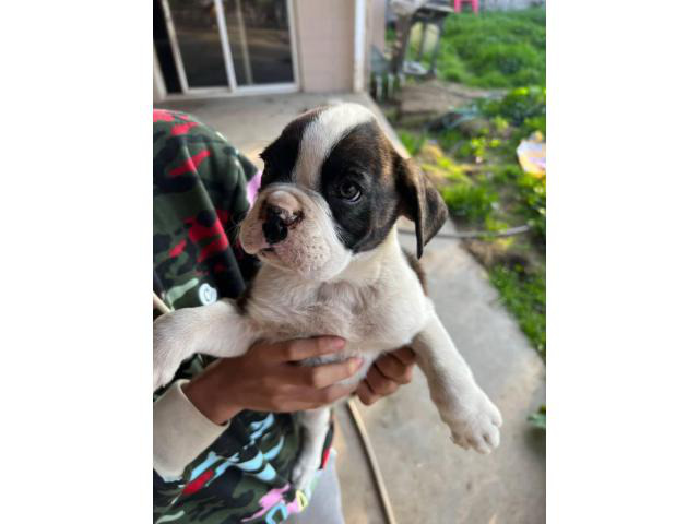 5 cute Boxer puppies looking for homes