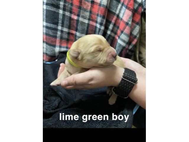 9 Goldador puppies looking for homes