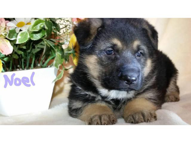 2 AKC German Shepherd female puppies