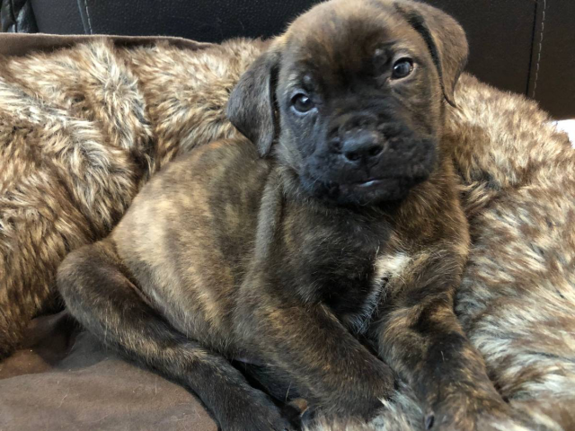 Brindle and fawn bullmastiff puppies for sale