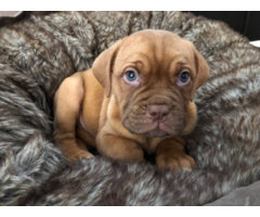 Brindle and fawn bullmastiff puppies for sale
