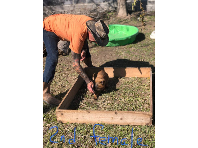 2 male & 4 female AKC Belgian malinois puppies for sale