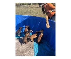 2 male & 4 female AKC Belgian malinois puppies for sale