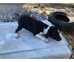 2 female treeing feist puppies for sale
