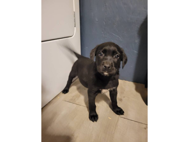 8 weeks old Mastador puppies