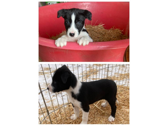 Border collie puppies