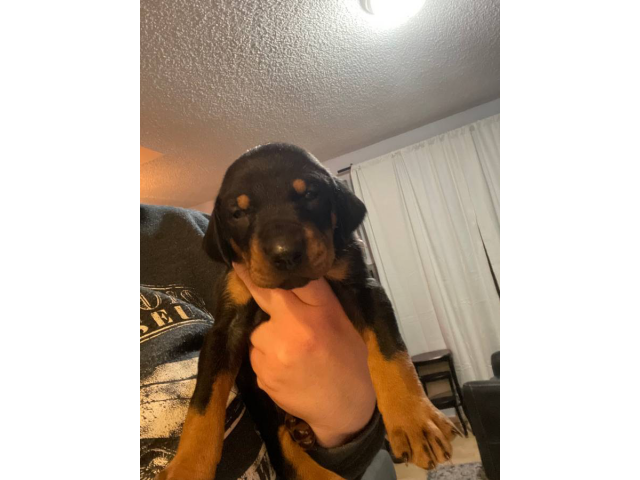 Purebred Doberman puppies