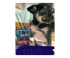 Kelpie border collie pups