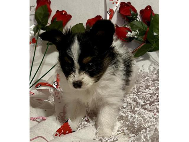 2 AKC registered Papillon puppies