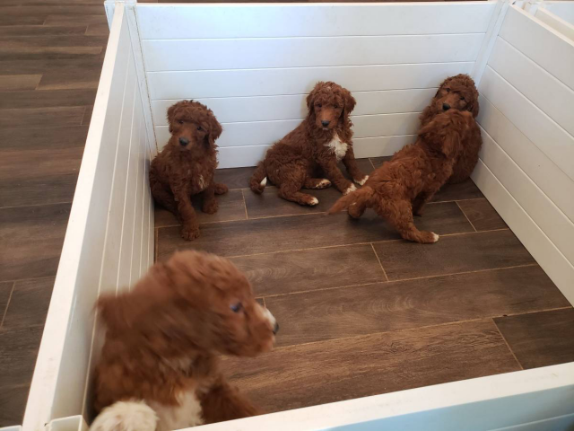 Standard F1b Goldendoodle puppies for sale