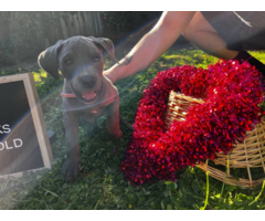 Purebred blue female great dane puppies