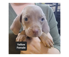 Male and female Silver Weimaraner puppies