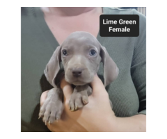 Male and female Silver Weimaraner puppies