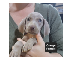 Male and female Silver Weimaraner puppies
